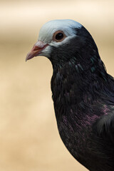 Portrait of a pigeon with a white part of its head.