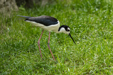 A bird with a long thin beak in the grass.
