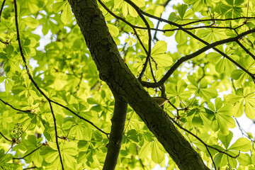 Wood Thrush on a branch of a chestnut tree.