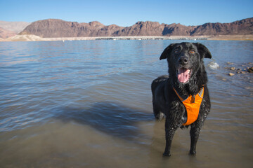 Rescue black labrador dog Panda smiles wearing bright orange safety water vest splashes in shallow water Lake Mead Boulder Beach
