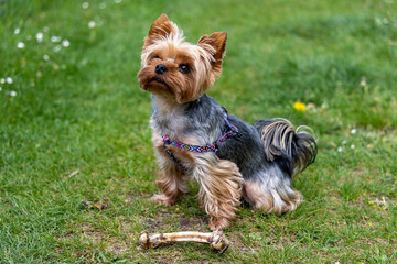 Yorkshire Terrier dog sits near the bone