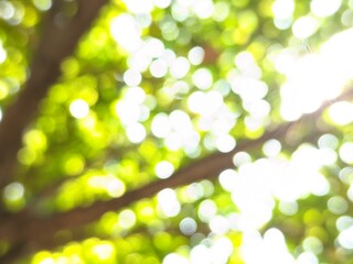 Obraz premium the beauty of the photo of the bokeh blur circles produced by the light between the green paddy leaves and branches