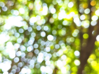 Obraz premium the beauty of the photo of the bokeh blur circles produced by the light between the green paddy leaves and branches