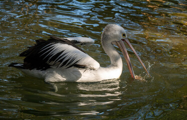 Australian Pelican (Pelecanus conspicillatus)