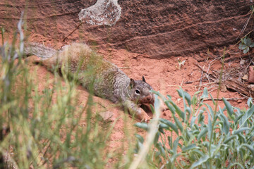 Ammospermophilus nelsoni San Joaquin antelope squirrel slides in for a sploot arms outstretched in the red Utah desert