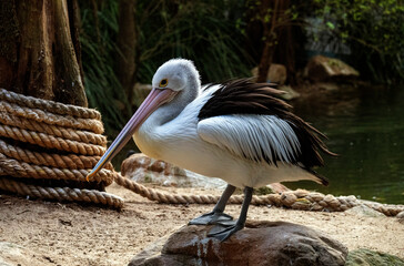 Australian Pelican (Pelecanus conspicillatus)