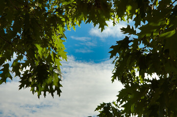 summer background, on the photo branches of ropes against the blue sky, view from below