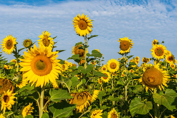 Blooming sunflowers in a field in sunny summer day.
