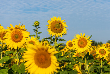 Fototapeta premium Blooming sunflowers in a field in sunny summer day.