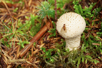 Lycoperdon perlatum or puffball mushroom in forest