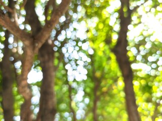 the beauty of the photo of the bokeh blur circles produced by the light between the green paddy leaves and branches