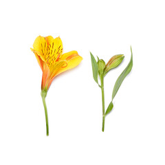 Beautiful Alstroemeria flowers on white background