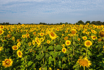 Blooming sunflowers in a field in sunny summer day.