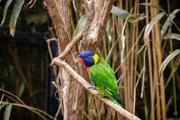 Rainbow Lorikeet sitting a branch at an aviary in Nashville Tennessee.