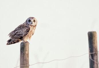 El hechizo de la mirada de la Lechuza Campestre