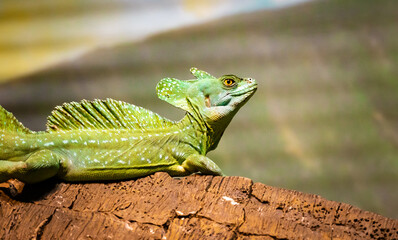 Green Crested Basilisk posing in a zoo herpetarium in Nashville Tennessee.