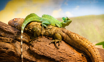 Green Crested Basilisk posing in a zoo herpetarium in Nashville Tennessee.