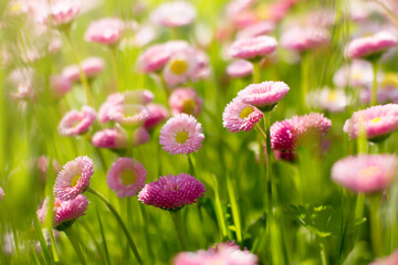 Summer or spring flower background