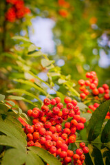 beautiful autumn nature background  with berries and leafs