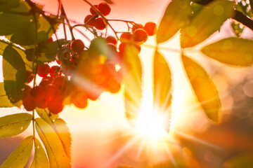 beautiful autumn nature background  with berries and leafs