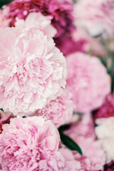 Close up pink peonies flower bloom on white. Romantic flowers texture concept