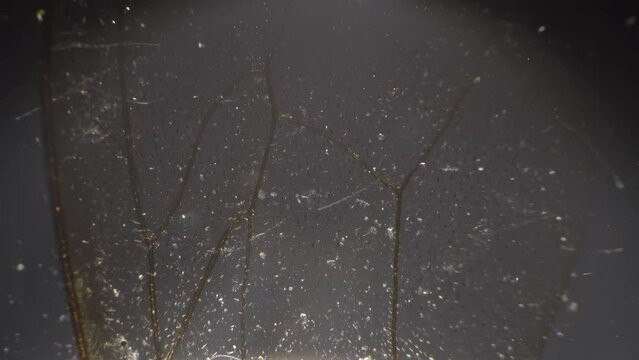Macro view of honeybee wing filmed by microscope 100 times magnification with cross light. Piece of flying insect in biological sample for school lesson with oblique illumination. Arthropods theme