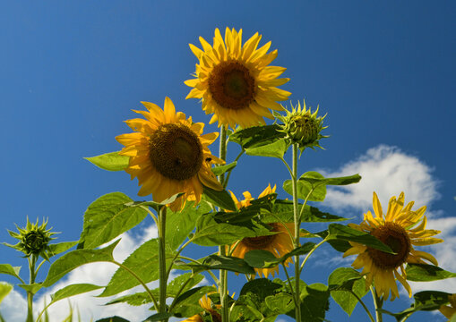 Sunflower Against Blue Sky