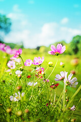 SUMMER OR SPRING FLOWER GARDEN BACKGROUND 