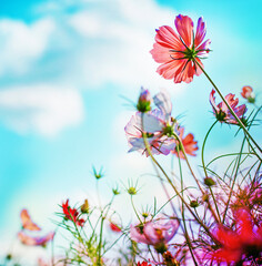 SUMMER OR SPRING FLOWER GARDEN BACKGROUND 