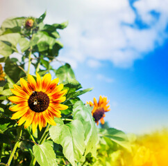 SUMMER OR SPRING FLOWER GARDEN BACKGROUND 