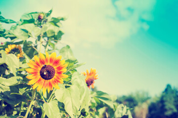 SUMMER OR SPRING FLOWER GARDEN BACKGROUND 