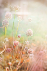 SUMMER OR SPRING FLOWER GARDEN BACKGROUND 