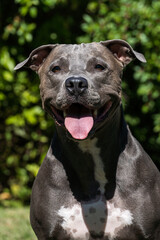 Blue nose Pit bull dog playing in the green grassy field. Sunny day. Dog having fun, running and playing ball. Selective focus