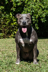 Blue nose Pit bull dog playing in the green grassy field. Sunny day. Dog having fun, running and playing ball. Selective focus