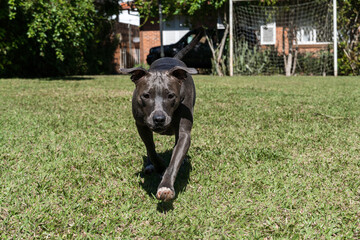Blue nose Pit bull dog playing in the green grassy field. Sunny day. Dog having fun, running and...