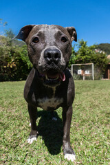 Blue nose Pit bull dog playing in the green grassy field. Sunny day. Dog having fun, running and playing ball. Selective focus
