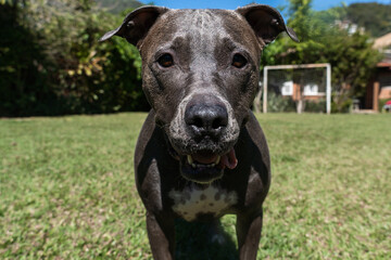 Blue nose Pit bull dog playing in the green grassy field. Sunny day. Dog having fun, running and playing ball. Selective focus