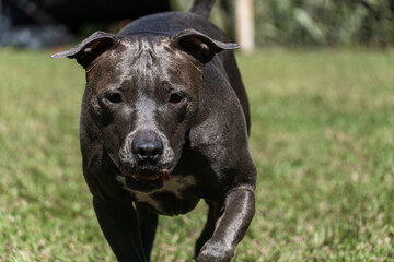 Blue nose Pit bull dog playing in the green grassy field. Sunny day. Dog having fun, running and...