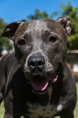 Blue nose Pit bull dog playing in the green grassy field. Sunny day. Dog having fun, running and playing ball. Selective focus