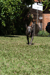 Blue nose Pit bull dog playing in the green grassy field. Sunny day. Dog having fun, running and playing ball. Selective focus