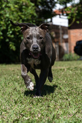 Blue nose Pit bull dog playing in the green grassy field. Sunny day. Dog having fun, running and playing ball. Selective focus