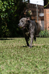 Blue nose Pit bull dog playing in the green grassy field. Sunny day. Dog having fun, running and...