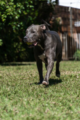 Blue nose Pit bull dog playing in the green grassy field. Sunny day. Dog having fun, running and...