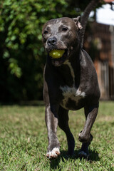 Blue nose Pit bull dog playing in the green grassy field. Sunny day. Dog having fun, running and playing ball. Selective focus