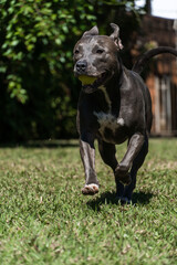 Blue nose Pit bull dog playing in the green grassy field. Sunny day. Dog having fun, running and...