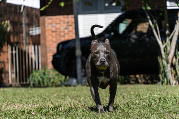 Blue nose Pit bull dog playing in the green grassy field. Sunny day. Dog having fun, running and playing ball. Selective focus