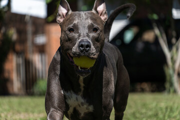 Blue nose Pit bull dog playing in the green grassy field. Sunny day. Dog having fun, running and playing ball. Selective focus