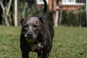 Blue nose Pit bull dog playing in the green grassy field. Sunny day. Dog having fun, running and...