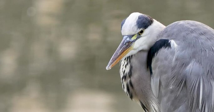 Close-up of a heron standing in a river