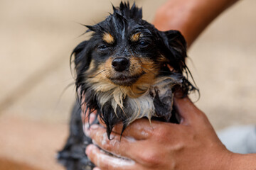 A long haired chihuahua being given a shower, looking forlorn and bedraggled, wet dog. Dog grooming 